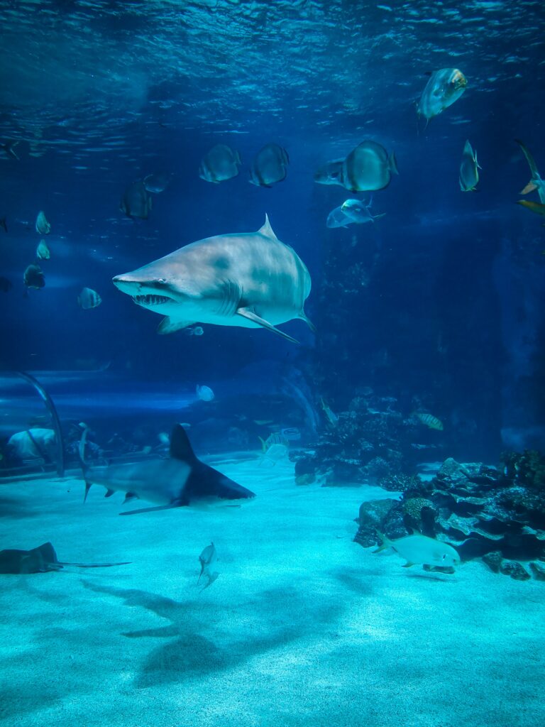 ¿Cuántas especies de tiburones existen?
